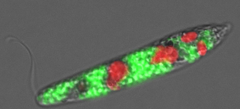 0708euglena1-w-1.jpg